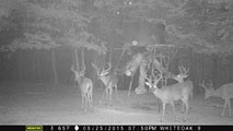 Whitetail Deer Hunting in Mississippi