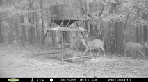 Whitetail Deer Hunting in Mississippi