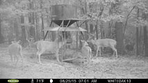 Whitetail Deer Hunting in Mississippi