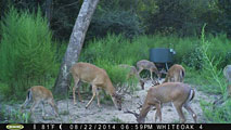 Whitetail Deer Hunting in Mississippi