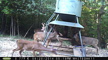Whitetail Deer Hunting in Mississippi