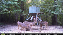 Whitetail Deer Hunting in Mississippi