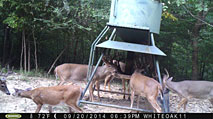 Whitetail Deer Hunting in Mississippi