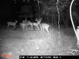Whitetail Deer Hunting in Mississippi