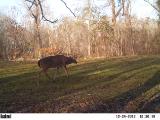 Whitetail Deer Hunting in Mississippi