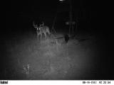Whitetail Deer Hunting in Mississippi