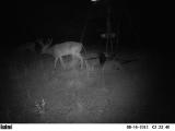 Whitetail Deer Hunting in Mississippi