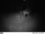 Whitetail Deer Hunting in Mississippi