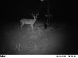 Whitetail Deer Hunting in Mississippi
