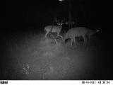 Whitetail Deer Hunting in Mississippi