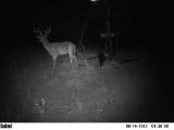 Whitetail Deer Hunting in Mississippi