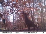 Whitetail Deer Hunting in Mississippi