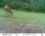 Whitetail Deer Hunting in Mississippi