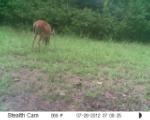 Whitetail Deer Hunting in Mississippi