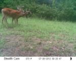 Whitetail Deer Hunting in Mississippi