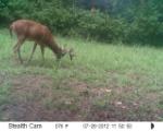 Whitetail Deer Hunting in Mississippi