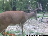 Whitetail Deer Hunting in Mississippi