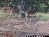 Whitetail Deer Hunting in Mississippi