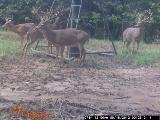 Whitetail Deer Hunting in Mississippi