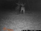 Whitetail Deer Hunting in Mississippi
