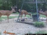 Whitetail Deer Hunting in Mississippi