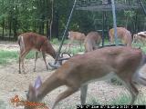Whitetail Deer Hunting in Mississippi