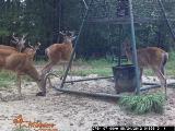 Whitetail Deer Hunting in Mississippi