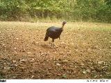 Turkey Hunting in Mississippi