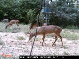 Deer Hunting in Mississippi