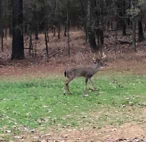 Mississippi Deer Hunting