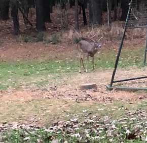 Mississippi Hunting Season