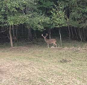 Mississippi Hunting Preserve