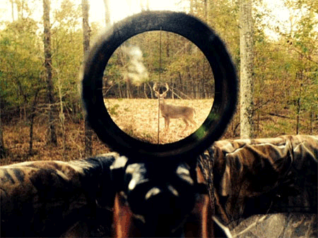 Hunting White Tail Deer