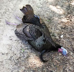 26 lbs - 1 1/4 Spurs - 11 In Beard