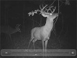 Deer Hunting Videos